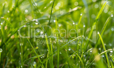 Grass or meadow background, natural header or banner