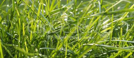 Grass or meadow panoramic background, natural header or banner