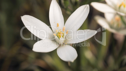 Spring Awakening, close up of  a flower