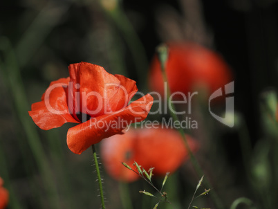 Field of poppies