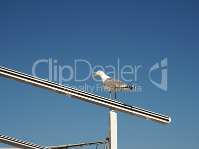 Silver gull on awning frame waiting for breakfast