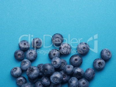 A bunch of blueberries on a blue background