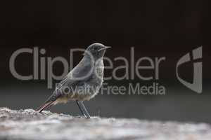 Redstart sits on the roof of the house