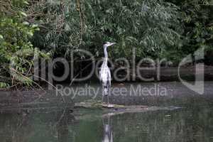 White Heron stands on the middle of the lake