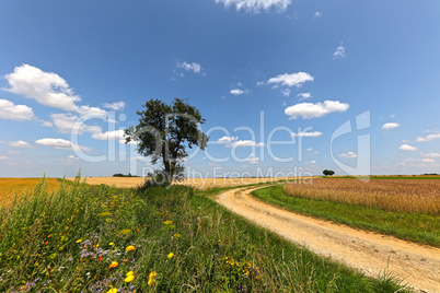 Summer landscape with wheat fields and road