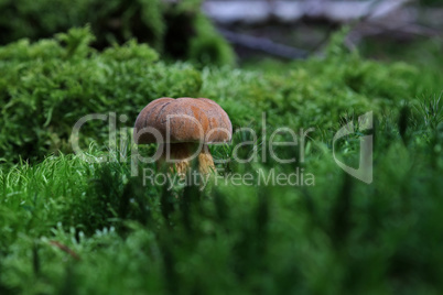 Mushroom in the forest in green moss