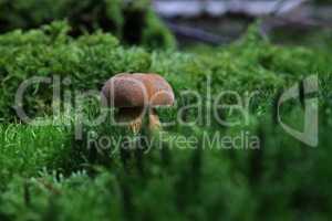 Mushroom in the forest in green moss