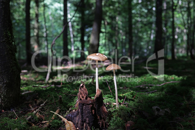 Mushrooms in green moss in the forest
