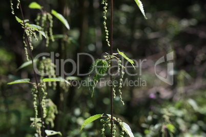 Nettle branch with seeds and leaves in the Forest