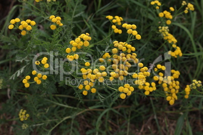 Common Tansy yellow flowers. Blooming plant of Tansy