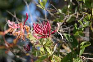 Flowers of perennial clematis vines in the garden