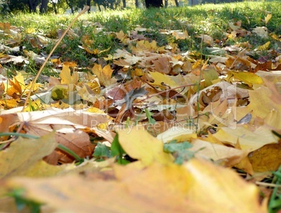 yellow maple carpet