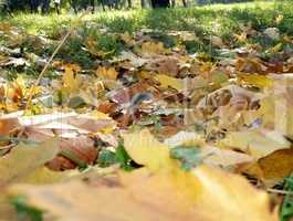 yellow maple carpet