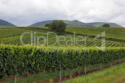 Weinberge in der Pfalz