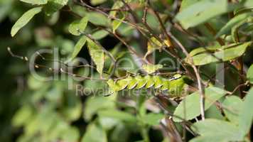 privet hawk moth