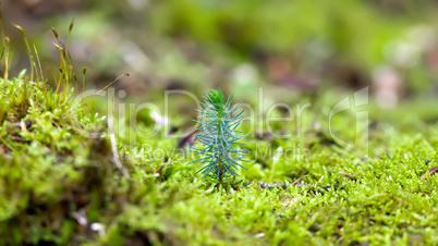 green moss