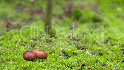 forest mushrooms