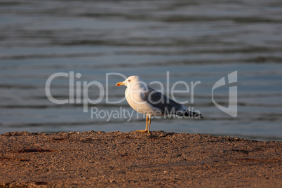 Seagull sits on the shore in the morning