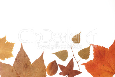 Dried pressed autumn leaves on a white background