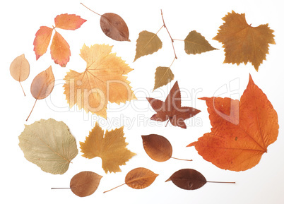 Dried pressed autumn leaves on a white background