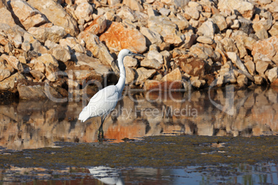 Egret on the water looking for food