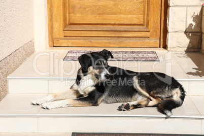The dog lies at the entrance to the house