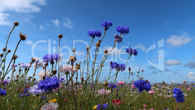 summer meadow