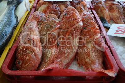 Different sea fish at a fish market in Croatia