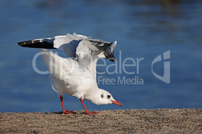 Reverance of a seagull to a photographer