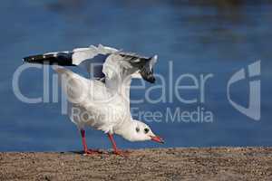 Reverance of a seagull to a photographer
