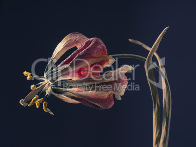 Withered purple tulip on a dark background, Past beauty