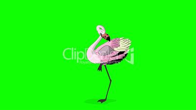 Pink flamingo dancing HD chroma key