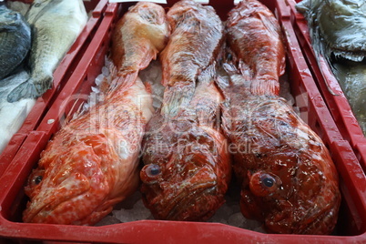 Different sea fish at a fish market in Croatia