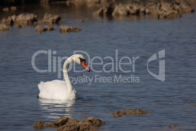 Lonely white swan on the lake looking for food