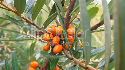 ripe sea-buckthorn berries