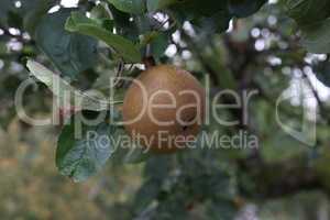 Apples ripen on tree branches in the garden