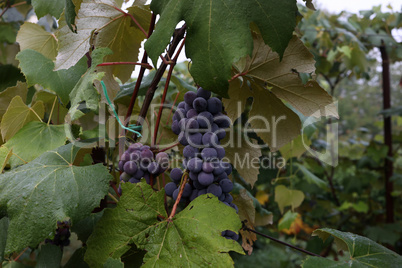Close-up of bunches of ripe wine grapes on vine