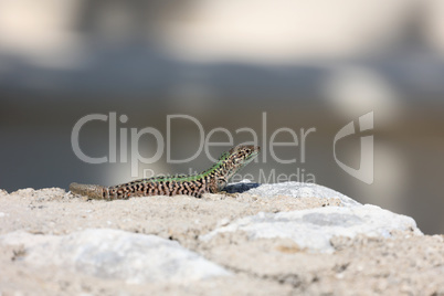 Green lizard sits on rocks and bask in the sun