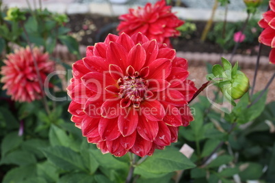 Isolated natural dahlia flower on green background