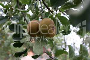 Apples ripen on tree branches in the garden