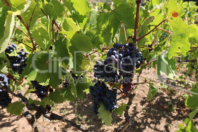 Close-up of bunches of ripe wine grapes on vine