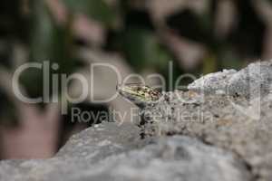 Green lizard sits on rocks and bask in the sun