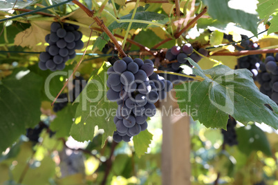 Close-up of bunches of ripe wine grapes on vine