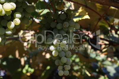 Close-up of bunches of ripe wine grapes on vine