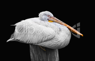 White pelican resting