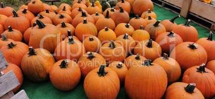 Many orange squash are waiting for sale in the vegetable market