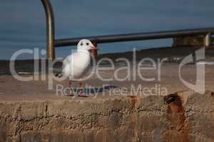 Seagull sits on the shore in the morning