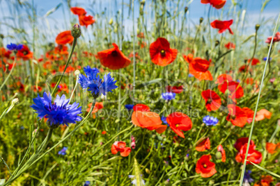 Mohn und Kornblumen