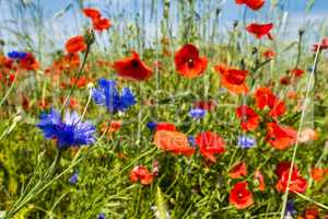 Mohn und Kornblumen