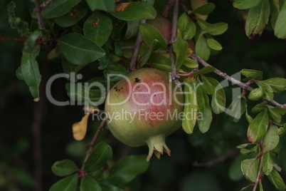 Pomegranate fruit matures on tree in summer